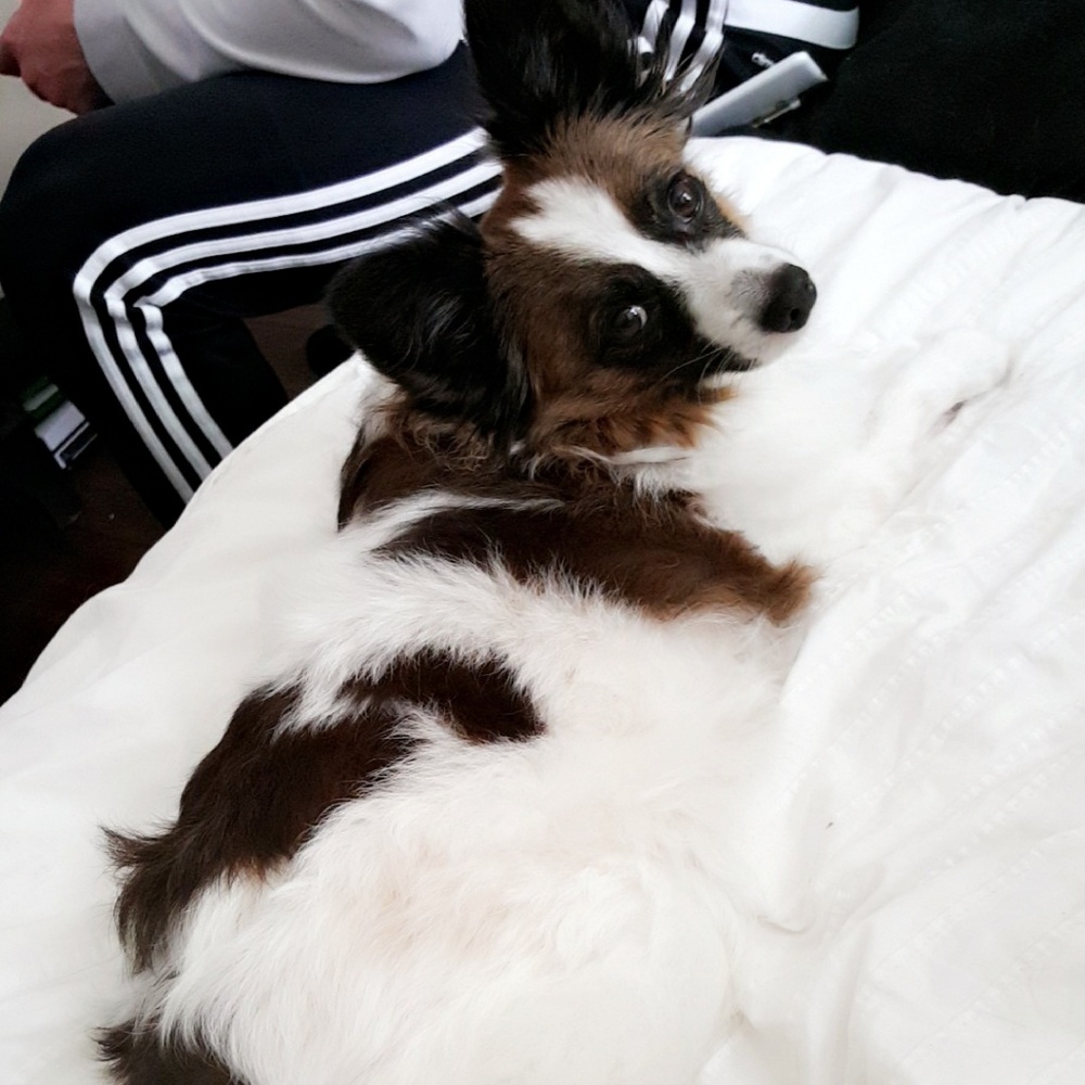 Meet your Posher, Riley - Picture 2 of 2